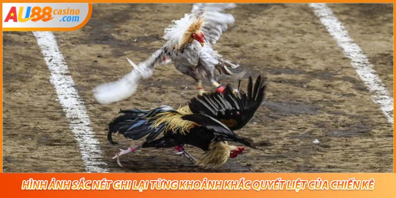 Hình ảnh sắc nét ghi lại từng khoảnh khắc quyết liệt của chiến kê.